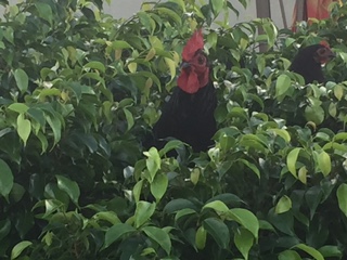Cock in the bush